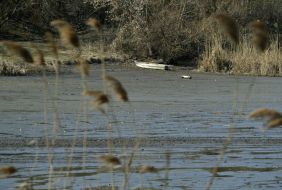 Coast Kremenchug reservoir