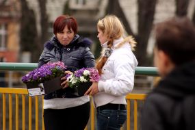 Женщины торгуют крокусами и подснежниками