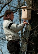 Учасник акції прикріплює шпаківню до дерева