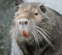 Nutria