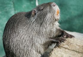 Nutria