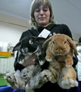 Dwarf rabbits