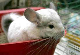 Chinchilla