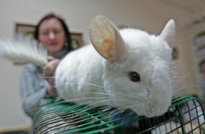 Chinchilla