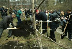 Men plant a magnolia