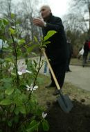 A man plants a magnolia