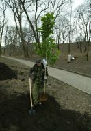 A man plants a magnolia