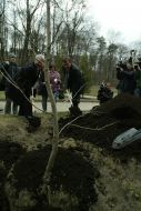 A man plants a magnolia