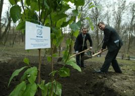 Men plant a magnolia