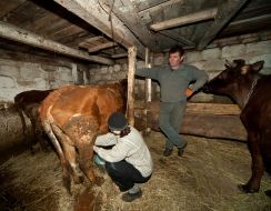 A woman milks a cow