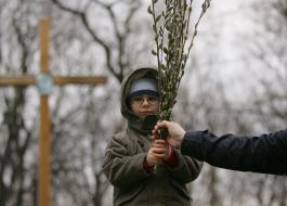 Sprigs of pussy willow