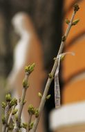 Sprig of pussy willow