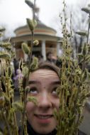 Sprigs of pussy willow