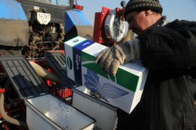 A worker spills the seed of sugar beet