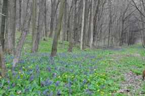 Первоцвіти