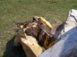 Headless statue of Lenin