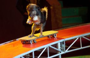 The program "Flying fox terriers"