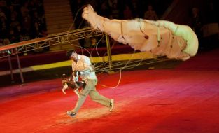 The program "Flying fox terriers"