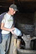 Господар годує теля