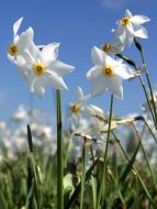 Narcissus valley