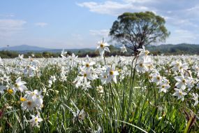 Narcissus valley