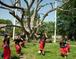 700-річний дуб