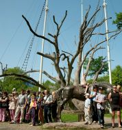 700-річний дуб