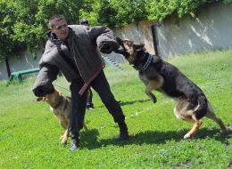 Cynologist with  dog