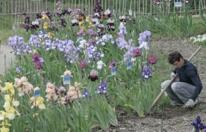 Irises