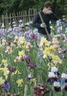 Irises