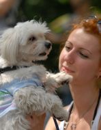 Благотворительная выставка беспородных собак