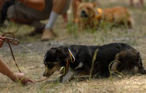 Благотворительная выставка беспородных собак