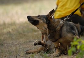 Благотворительная выставка беспородных собак