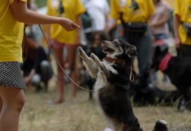Благотворительная выставка беспородных собак