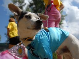 Благотворительная выставка беспородных собак