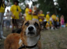 Благотворительная выставка беспородных собак