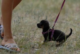 Благотворительная выставка беспородных собак