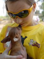 Благотворительная выставка беспородных собак