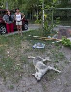 The corpse of a wandering dog