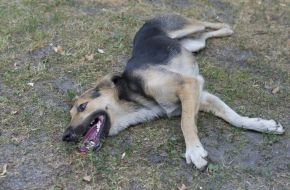 The corpse of a wandering dog