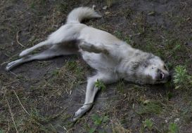 The corpse of a wandering dog