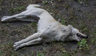 The corpse of a wandering dog