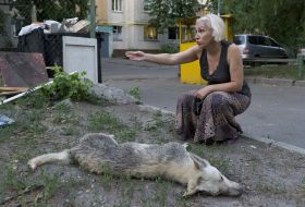 The corpse of a pariah dog