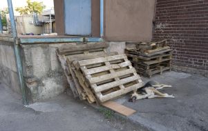 The corpse of a wandering dog