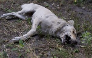 The corpse of a wandering dog