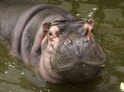 Hippopotamus
