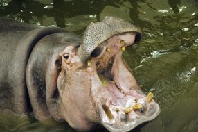 Hippopotamus