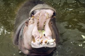 Hippopotamus