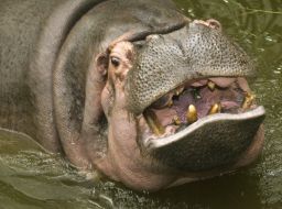 Hippopotamus
