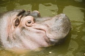 Hippopotamus